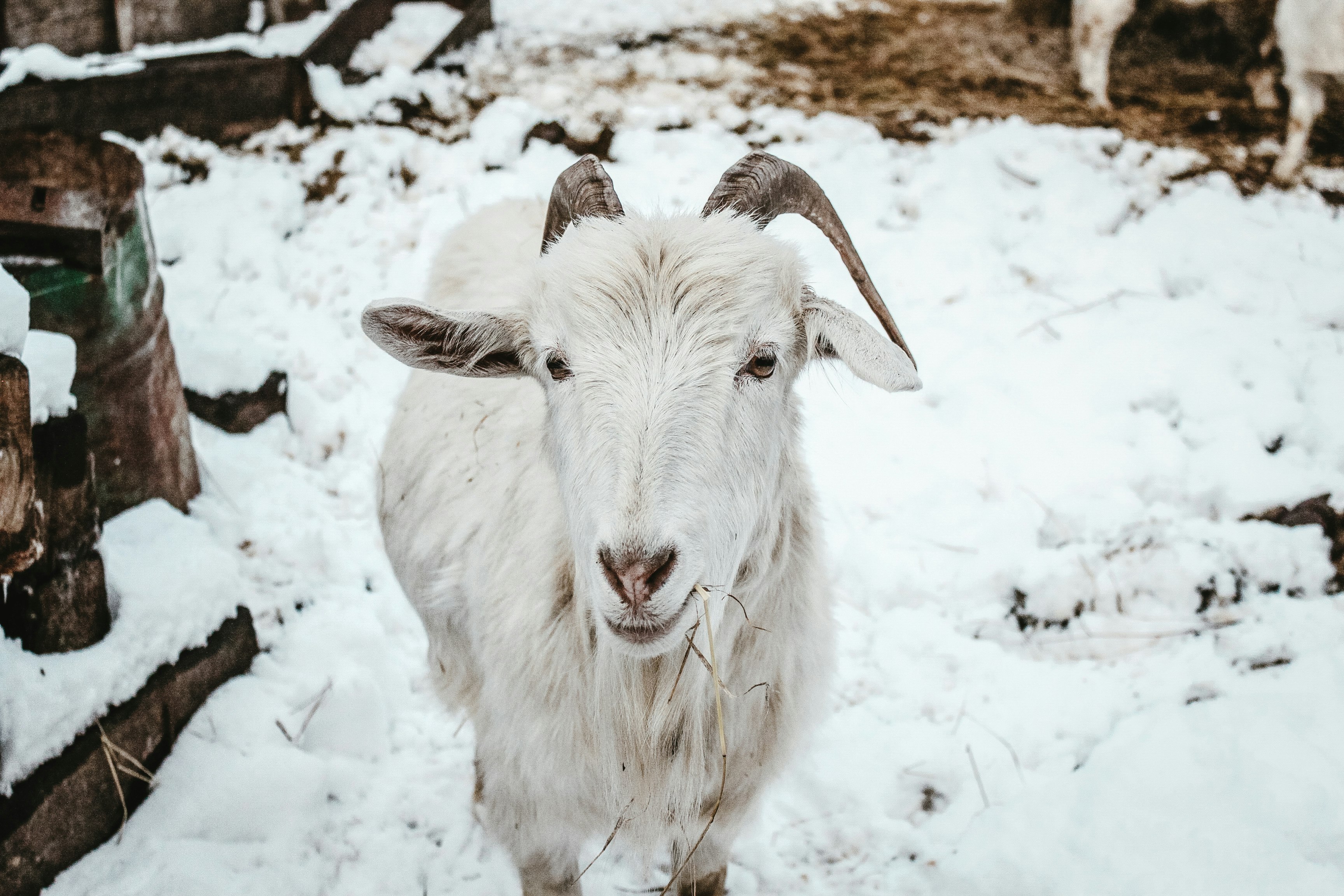 white sheep on snow covered ground during daytime